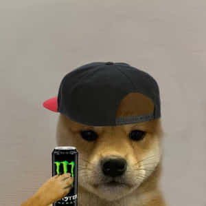 戴帽的柴犬拿著Monster Energy飲料罐。