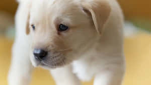 一隻細細嘅黃色幼犬，有黑色眼睛，喺室內向前望。