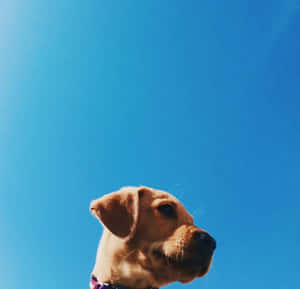 金毛尋回犬仰望明亮的藍天