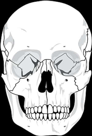 人顱骨插圖