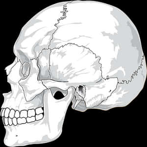 人顱骨插畫