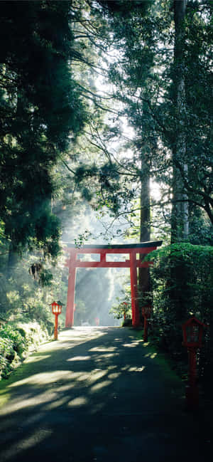 霧氣森林中的紅色鳥居，陽光穿過樹木