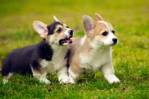 兩隻哥基幼犬站在草地上，神情警覺