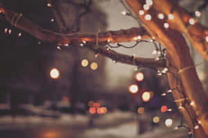 光禿禿的樹枝上點綴著閃爍的仙女燈飾，在雪夜環境中。