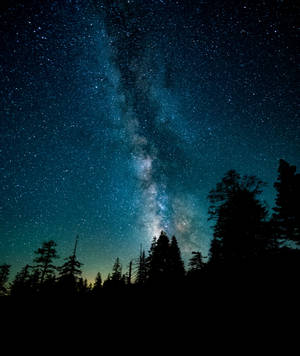 銀河系在星空夜空下在深色松樹剪影上方發光。 — Motorola Razr 70 Ultra 壁紙
