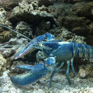 水族館中岩石附近礫石上的藍龍蝦