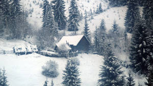 冬日森林中松樹環繞的雪中小屋。 — 冬天桌面 壁紙