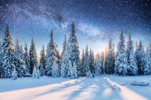 雪松林在星空下，銀河可見。