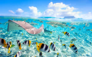 魟魚和熱帶魚在明亮的藍天下清澈的淺海水中游動。