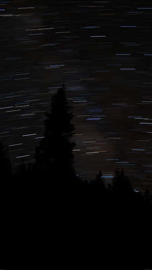 星軌在黑暗松樹剪影上方的夜空劃出弧線。
