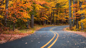 蜿蜒的道路穿過秋葉覆蓋的森林