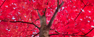 從下方仰望，一棵樹上長滿鮮紅的秋葉，襯著藍天。 — 樹 壁紙