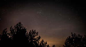 深色松樹剪影，背景是星空夜空和微弱的橙色光芒。