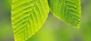 兩片帶有水珠的綠色葉子在陽光下閃耀。