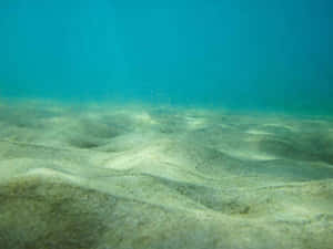 藍綠色水下場景，波浪狀沙子和漂浮顆粒。