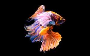 一條色彩繽紛的鬥魚，在黑色背景上帶有流動的魚鰭。
