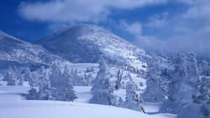 雪山峰與常綠樹，藍天白雲下。