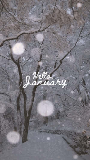 白雪覆蓋的森林小徑，光禿的樹木，漂浮的散景球體，以及寫著 Hello January 的文字。
