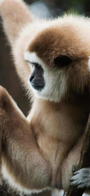 一隻有啡色毛同白色面嘅長臂猿企喺樹枝上。 — 1179x2556 壁紙