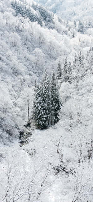 白雪森林山谷，小溪蜿蜒穿過常綠樹木。