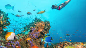 浮潛者與熱帶魚和海龜一起探索珊瑚礁