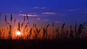 高高的草在充滿活力的夕陽天空下形成剪影，帶有橙色和藍色調。