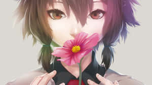 動漫女孩將粉紅色大波斯菊放在嘴唇附近 — 花卉動畫 壁紙