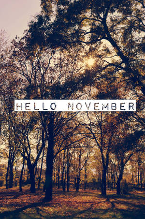 森林場景，光禿禿的樹木和金色的樹葉在溫暖的陽光下，帶有文字hello november。