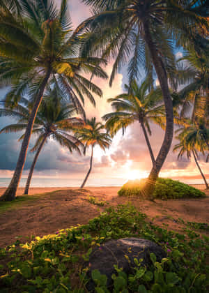 棕櫚樹框住了熱帶海灘上 vibrant 的夕陽，伴隨著綠色樹葉和海洋。