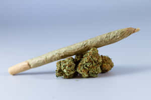 一根捲好的大麻煙平衡在幾顆大麻花蕾上。
