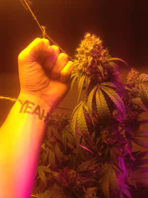 紋有「YEAH」的手在彩色生長燈下握著一個大麻花蕾。