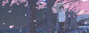 暮色雨中，櫻花樹下撐傘站立的人。 — 靚靚動畫 壁紙