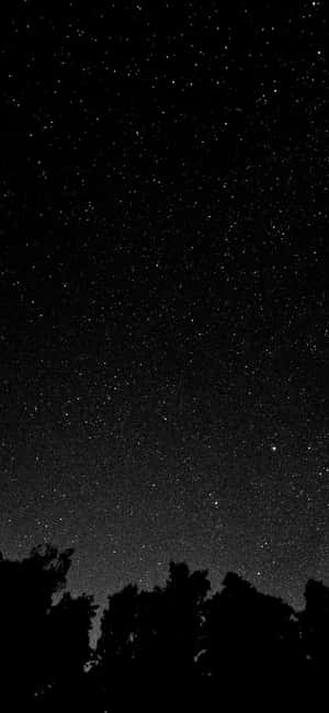 樹梢黑暗剪影之上的星空