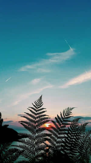 蕨類剪影框住了水面上的夕陽，背景是帶有凝結尾跡的藍綠色天空。