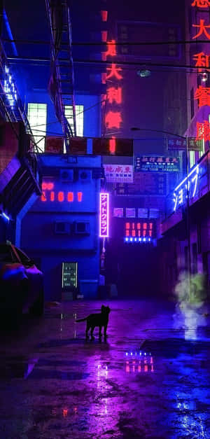 黑貓站在夜晚霓虹燈照亮的雨巷中