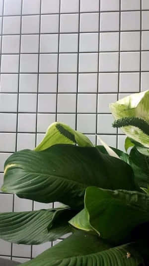 和平百合植物，寬大的綠葉襯托著白色瓷磚牆。