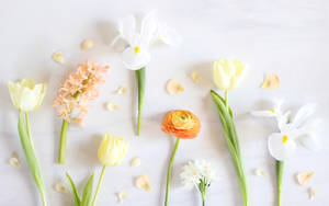 粉彩色花朵和花瓣以平鋪方式排列在大理石表面上。