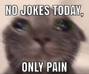 一隻模糊的灰色貓咪，帶有銳利眼神和文字「NO JOKES TODAY ONLY PAIN」。