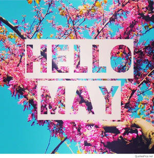 粉紅色開花的樹枝，帶有 hello may 文字疊加在藍天上。