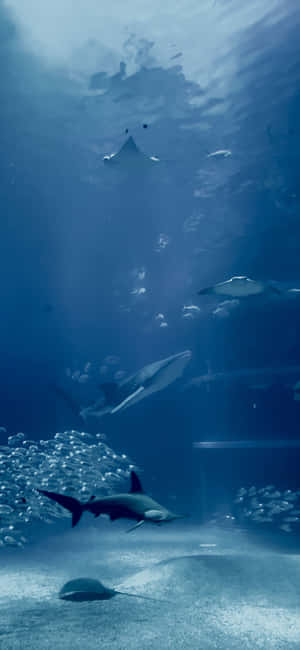 鯊魚和魔鬼魚在深藍色的水族箱中優雅地游動，陽光穿透水面。