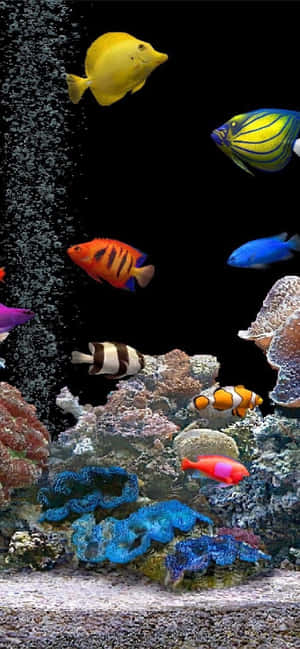 黑暗水族箱中色彩繽紛的熱帶魚和珊瑚，伴隨著上升的氣泡。