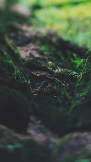 森林中覆蓋苔蘚的樹皮特寫，背景模糊。