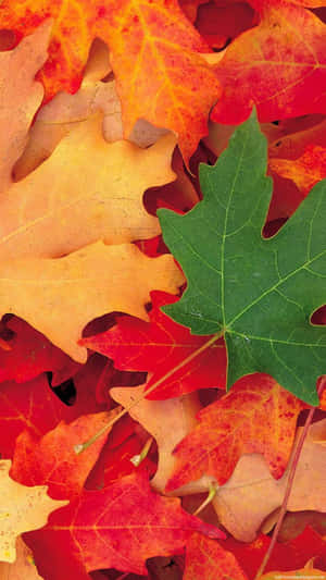 紅色、橙色和綠色的秋葉在地面上重疊