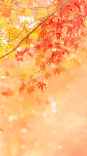 在柔和發光的背景下，秋天的紅色和黃色楓葉。