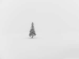 廣闊雪地中的一棵被雪覆蓋的松樹。
