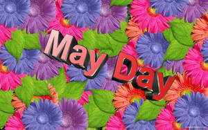 May Day 文字以3D字體呈現，置於色彩繽紛的非洲菊雛菊和綠葉之上。