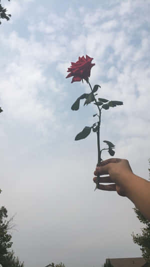 手拿紅玫瑰，背景陰天