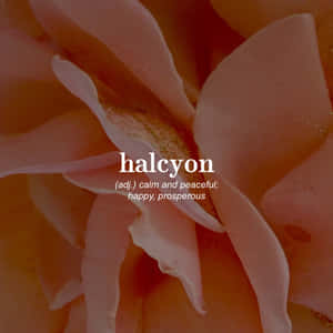 蜜桃色玫瑰花瓣特寫，上面有文字疊加定義halcyon為平靜、和平、快樂、繁榮。 — 鼓舞人心的 壁紙