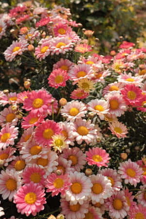 花園中盛開的粉紅色和白色雛菊，帶有黃色花心。 — 唯美花朵動圖 壁紙