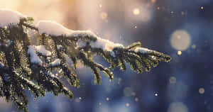白雪覆蓋的松樹枝在冬季陽光下閃耀，背景為散景效果